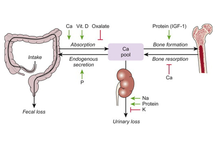 وقتی سیترات کلسیم مصرف می‌کنید، این مکمل به‌سرعت در معده حل شده و کلسیم آن آزاد می‌شود.